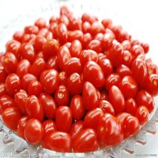  【新年礼品】寿光冬暖式大棚 有机小番茄圣女果富含维生素250g