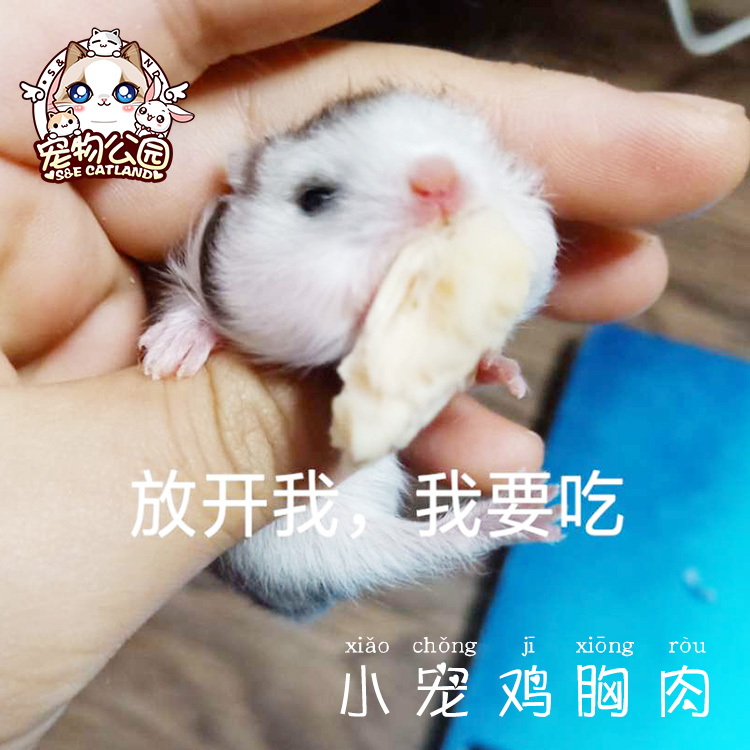 满39包邮 仓鼠金丝熊蜜袋鼯辅食 水煮鸡胸肉 猫狗训练奖励零食40g|ruв категории животное/Животное питание и принадлежностей, хомяк класса и других малых животное, корма/закуски - от Buy2taobao.com для оказания профессиональной услуги покупки агента Taobao