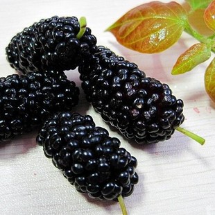  20斤桑葚酒套餐  桑葚酒辅料配方  葡萄酒自酿坊