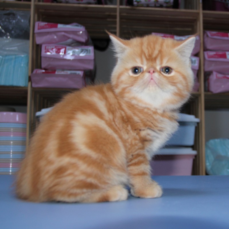 南京唐钰纯猫店-加菲猫-布偶猫-无毛猫-矮脚猫-抖音网红猫|ruв категории животное/Животное питание и принадлежностей, кошка - от Buy2taobao.com для оказания профессиональной услуги покупки агента Taobao