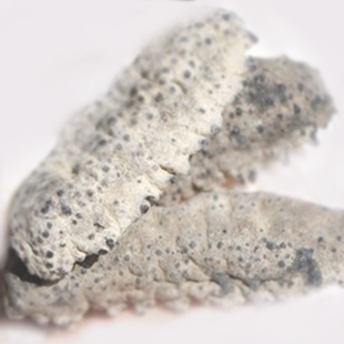 南美洲足参 南美洲海参 野生海参 全包邮