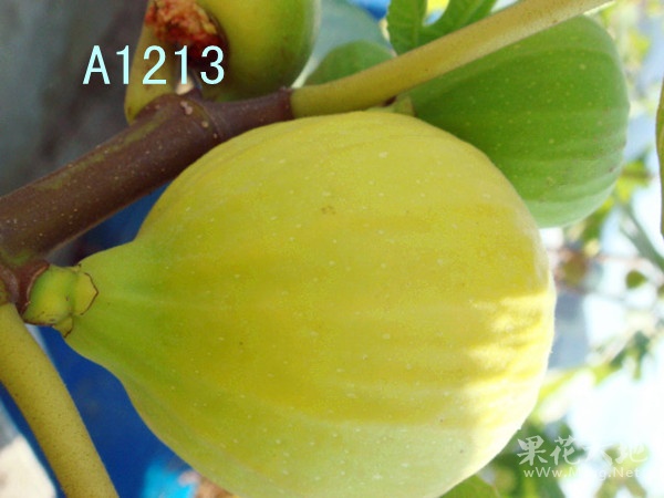 正品大连发货无花果盆栽苗第五季无花果苗枝条A1213耐寒品种枝条|ruв категории доставка цветов/цветок моделирования/растения садоводства, садовое растение/даосское дерево/фруктовых деревьев, даосское дерево/дерево - от Buy2taobao.com для оказания профессиональной услуги покупки агента Taobao