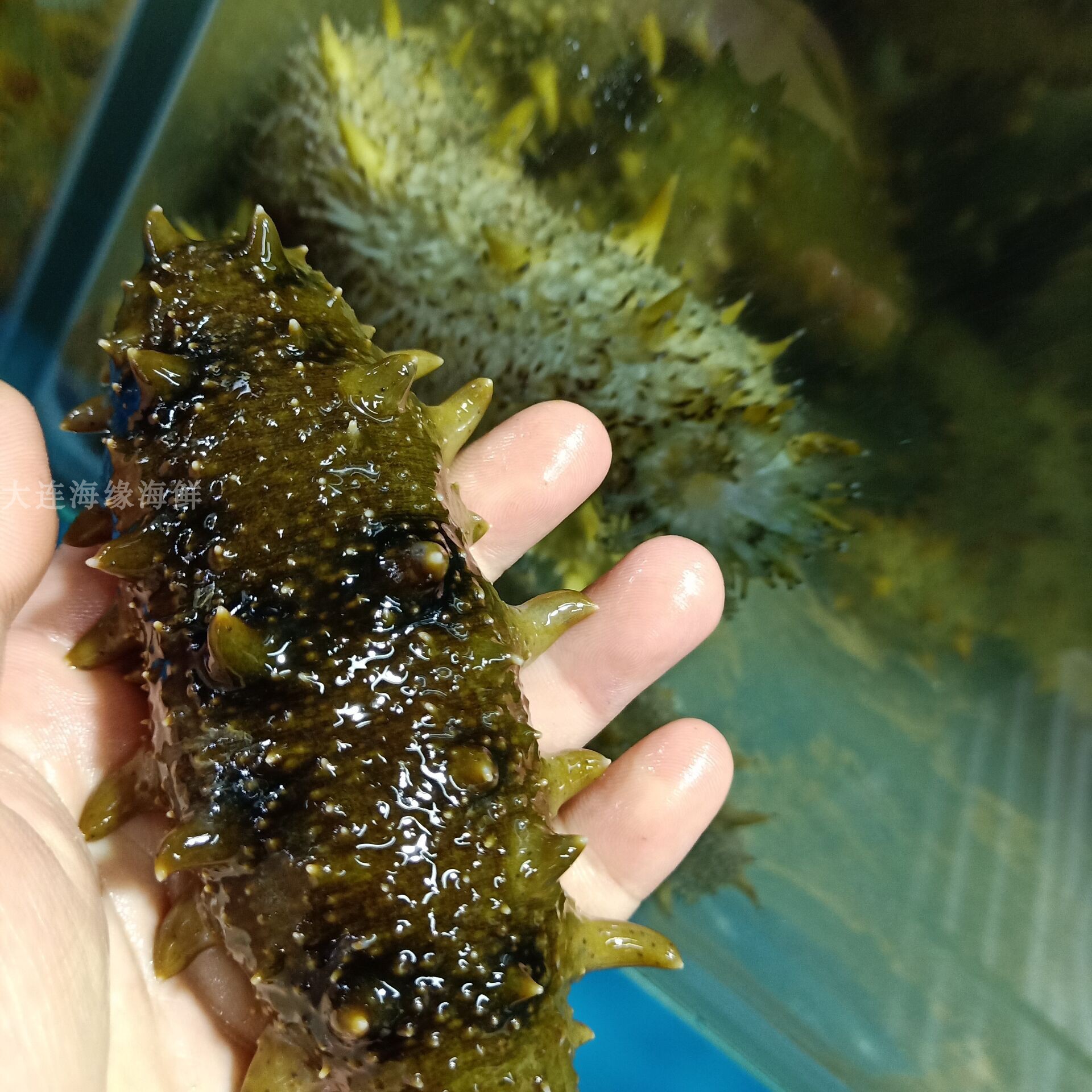 辽参3年生鲜活海参500g4-5只 现捞现发 刺参 新鲜海参 大连海鲜|ruв категории водной мясо/свежие фрукты и овощи/еда, морепродукты/водные продукты/изделия, трепанги - от Buy2taobao.com для оказания профессиональной услуги покупки агента Taobao