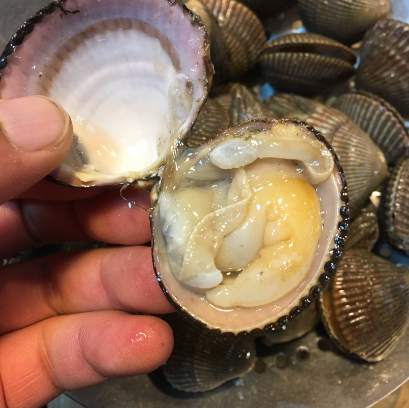 大连活鲜 鲜活带壳鸟贝 新鲜鸟蛤 鸟贝壳肉 大连海鲜在类目 水产肉类/新鲜蔬果/熟食, 海鲜/水产品/制品, 贝类, 贝类制品中 - 来自Buy2taobao.com提供专业的淘宝代购服务