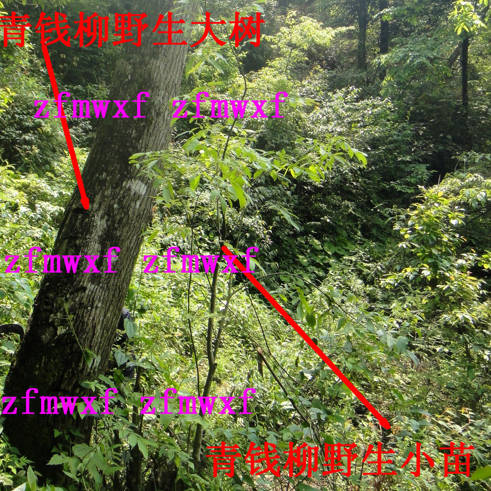 深山高海拔自然野生青钱柳树 青钱柳小树 省钱树非培育在类目 鲜花速递/花卉仿真/绿植园艺, 花园植物/行道树/果树, 行道树/乔木中 - 来自Buy2taobao.com提供专业的淘宝代购服务