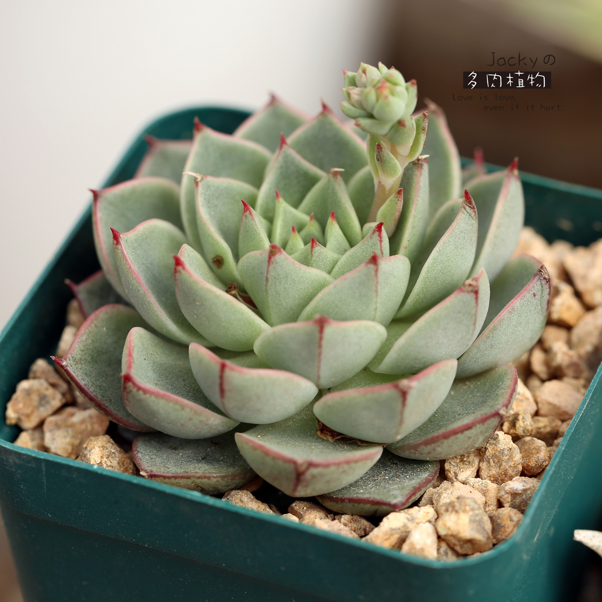 Echeveria 'Fabiola' 法比奥拉 - 手机上POCO(m