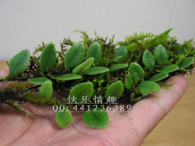 小葉蕨,抱石蓮,水陸缸,苔藓盆景最好的裝飾植物在類目 鮮花速遞/花卉仿真/綠植園藝, 創意迷你植物中 - 來自Buy2taobao.com提供專業的淘寶代購服務