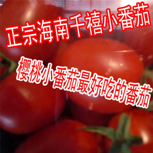  樱桃番茄 海南千禧番茄 水果番茄 小番茄 樱桃小番茄最好吃的番茄