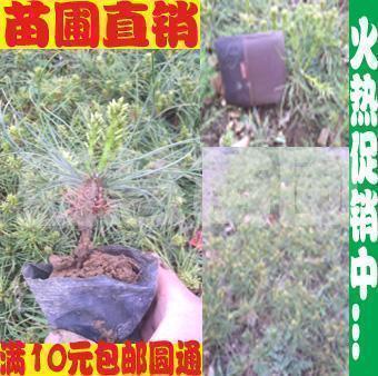 Nursery Direct selling engineering Green seedlings Pinus armandii seedlings Landscape seedlings Garden seedling Green seedlings Seedling flowerin the Flower delivery/Flowers simulation/Plants gardening , Garden Plants/Trees/Fruit tree, Trees/Arbor category - from Buy2taobao.com to provide professional Taobao agent buy service