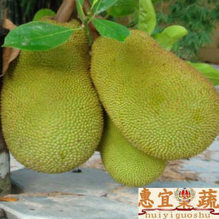  菠萝蜜 水果新鲜 红肉 部分地区 包邮 止渴通乳补中益气 惠宜果蔬