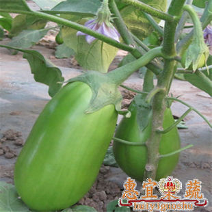  茄子 新鲜蔬菜 绿  皮薄 子少 细嫩 抑癌抗瘤抗衰抗辐射 惠宜果蔬