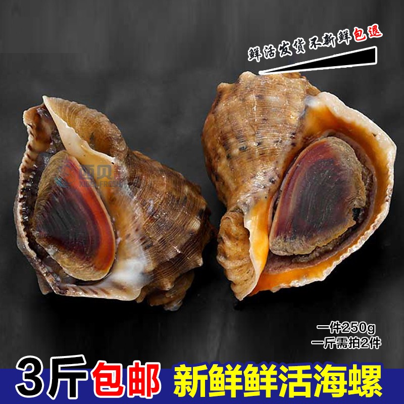 连云港海鲜水产 鲜活海螺新鲜大海螺野生特产贝类海鲜3斤包邮|msdalam kategori daging perikanan/Buah-buahan segar dan sayur-sayuran/dimasak, makanan laut/produk akuatik/produk, kerang, produk kerang - dari Buy2taobao.com untuk memberikan perkhidmatan ejen Taobao profesional membeli