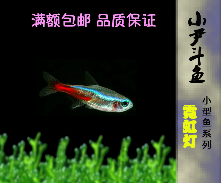 小尹斗鱼淡水热带观赏鱼草缸鱼红绿灯鱼霓虹灯鱼特惠套装群游鱼在类目 宠物/宠物食品及用品, 水族世界, 鱼中 - 来自Buy2taobao.com提供专业的淘宝代购服务