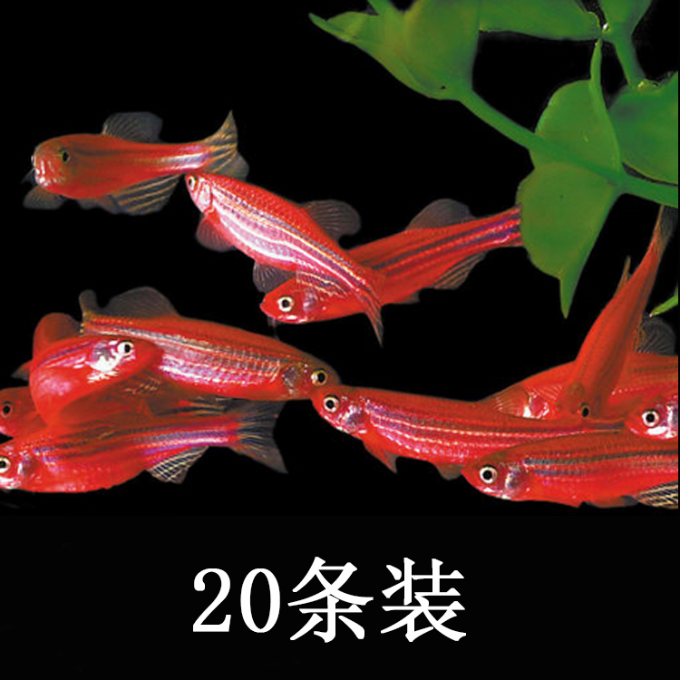 水族宠物观赏鱼活体淡水灯科斑马鱼草缸群游鱼热带小型鱼包活特价在类目 宠物/宠物食品及用品, 水族世界, 鱼中 - 来自Buy2taobao.com提供专业的淘宝代购服务