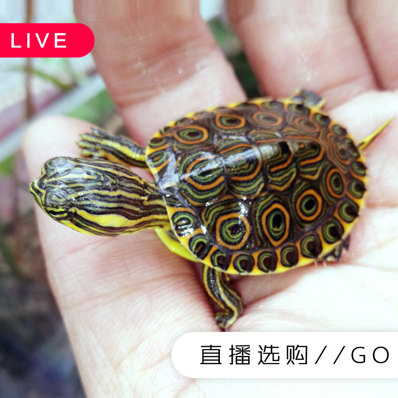River doughnut Hatchlings living thing Florida doughnut Yellow ear Stuff Red-eared Flame Sham Turtle Watchin the Pet/Pet food and supplies , Aqua World , Turtle/Turtle category - from Buy2taobao.com to provide professional Taobao agent buy service