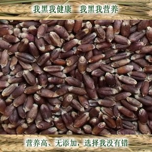  农家自种自磨 纯天然 黑小麦全麦面包馒头面粉含麦麸皮 +8元包邮