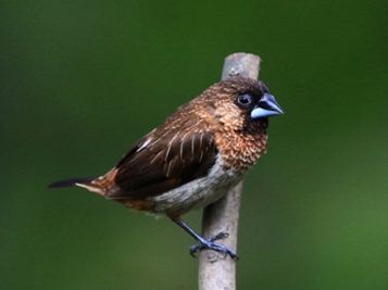 白腰文鸟 禾谷雀 算命鸟 <em>十姐妹</em> 白背文鸟 鸟叫