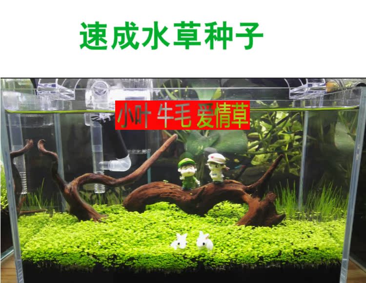 鱼缸矮珍珠牛毛对叶水草种子套餐水草泥前景真植物水族箱懒人造景在类目 宠物/宠物食品及用品, 水族世界, 其它水族宠物中 - 来自Buy2taobao.com提供专业的淘宝代购服务