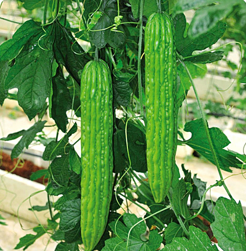 苦瓜牛肉的做法_家常苦瓜牛肉的做法【图】苦