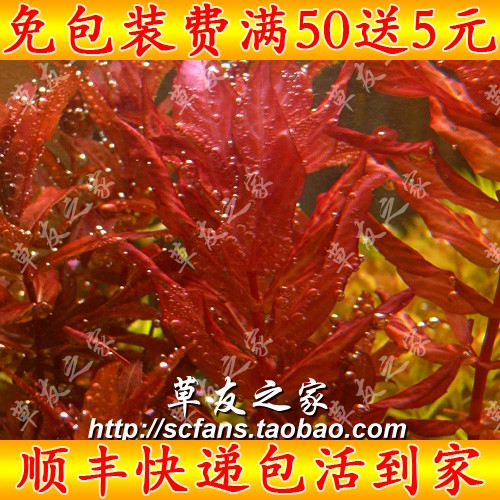 水族箱水草活体 水中叶 蝴蝶类 豹纹红蝴蝶 中景后景鱼缸水草造景|msdalam kategori haiwan peliharaan/makanan haiwan dan bekalan, Aquarium World, tangki ikan akuarium dan kelengkapan lain, akuatik - dari Buy2taobao.com untuk memberikan perkhidmatan ejen Taobao profesional membeli