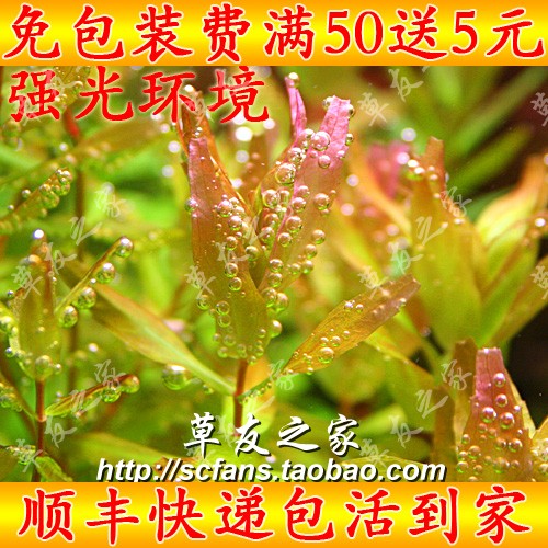 水族箱鱼缸造景真水草活体自养水下水中叶 绿蝴蝶青蝴蝶 中景后景在类目 宠物/宠物食品及用品, 水族世界, 鱼缸等水族设备, 水草中 - 来自Buy2taobao.com提供专业的淘宝代购服务