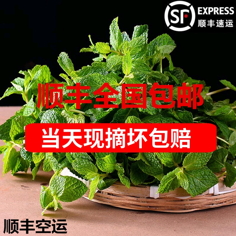 新鮮留蘭香薄荷葉現采現賣西餐配菜料食用調酒薄荷500g在類目 水產肉類/新鮮蔬果/熟食, 新鮮蔬菜/蔬菜製品, 新鮮蔬菜, 其它中 - 來自Buy2taobao.com提供專業的淘寶代購服務