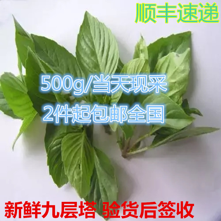 新鲜九层塔 台湾三杯鸡香料 金不换 特惠 500克2件起包邮|ruв категории водной мясо/свежие фрукты и овощи/еда, свежие овощи/овощной продукции, свежие овощи, другие - от Buy2taobao.com для оказания профессиональной услуги покупки агента Taobao