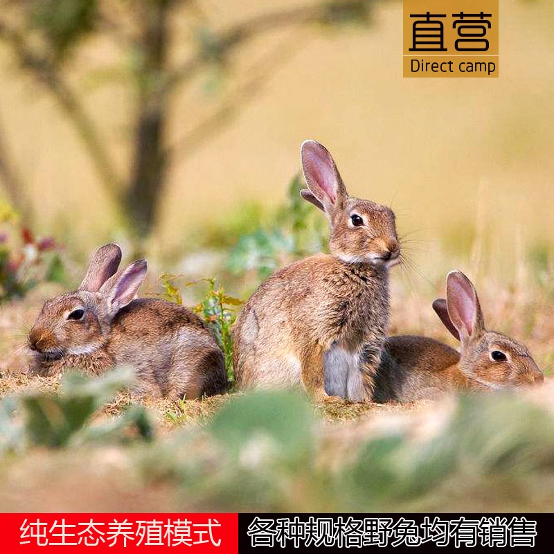 野兔活体野味肉兔野生种苗小兔子散养小型杂交繁殖幼兔苗一对包邮在类目 宠物/宠物食品及用品, 兔类及其用品, 兔中 - 来自Buy2taobao.com提供专业的淘宝代购服务