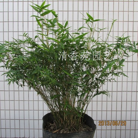 清香苑 观叶植物米竹 小翠竹观音竹凤尾竹 室内