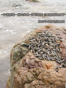  胶东风味舌尖上的美味鲜活海锥锥玻璃牛海瓜子海鲜买3斤送1斤包邮