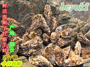  渤海海鲜原壳活牡蛎 生蚝 海蛎子 补肾含锌牡蛎之乡5斤包邮现货