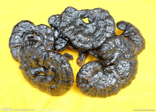  佰林 珍品云南野生灵芝 长白山野生紫灵芝(250g)降脂降糖降压包邮