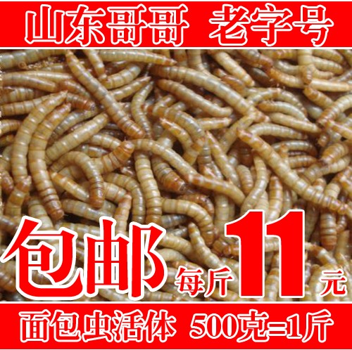 黄粉虫活体 黄粉虫活虫面包虫,鸟鱼龟仓鼠蜥蜴蜘蛛零食,大促/斤在类目 宠物/宠物食品及用品, 爬虫/鸣虫及其用品, 爬虫/鸣虫食物中 - 来自Buy2taobao.com提供专业的淘宝代购服务