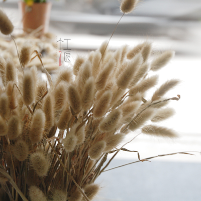 原生态天然采摘兔尾巴草 狗尾巴草 干花 干草 拍摄道具 田园风|msdalam kategori Aksesori rumah, pasu/bunga/bunga tiruan/perhiasan imitasi, bunga kering/Petal/pakej bunga kering/ranting kering - dari Buy2taobao.com untuk memberikan perkhidmatan ejen Taobao profesional membeli