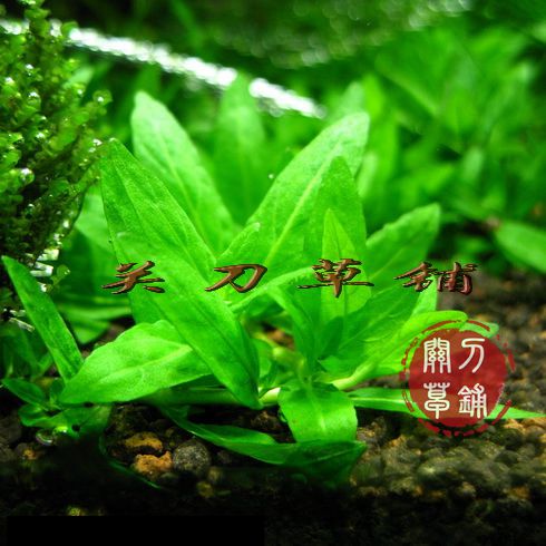 南美叉柱花 1支 水下叶水草 水族造景 【关刀草铺】自产 杀草场货在类目 宠物/宠物食品及用品, 水族世界, 鱼缸等水族设备, 水草中 - 来自Buy2taobao.com提供专业的淘宝代购服务