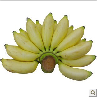 海南生态水果三亚新鲜海南香蕉皇帝蕉 小米蕉小芭蕉天然有机包邮-淘宝网