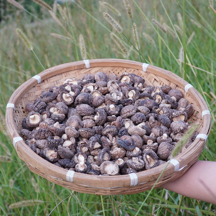 Farm Production mushrooms Mushrooms Meat flavor Dry mushrooms Native dried food 250 gramin the Agri rice/Dried foods/Condiment , Dried foods/Meat Dry , Dry/Native , Mushroom category category - from Buy2taobao.com to provide professional Taobao agent buy service