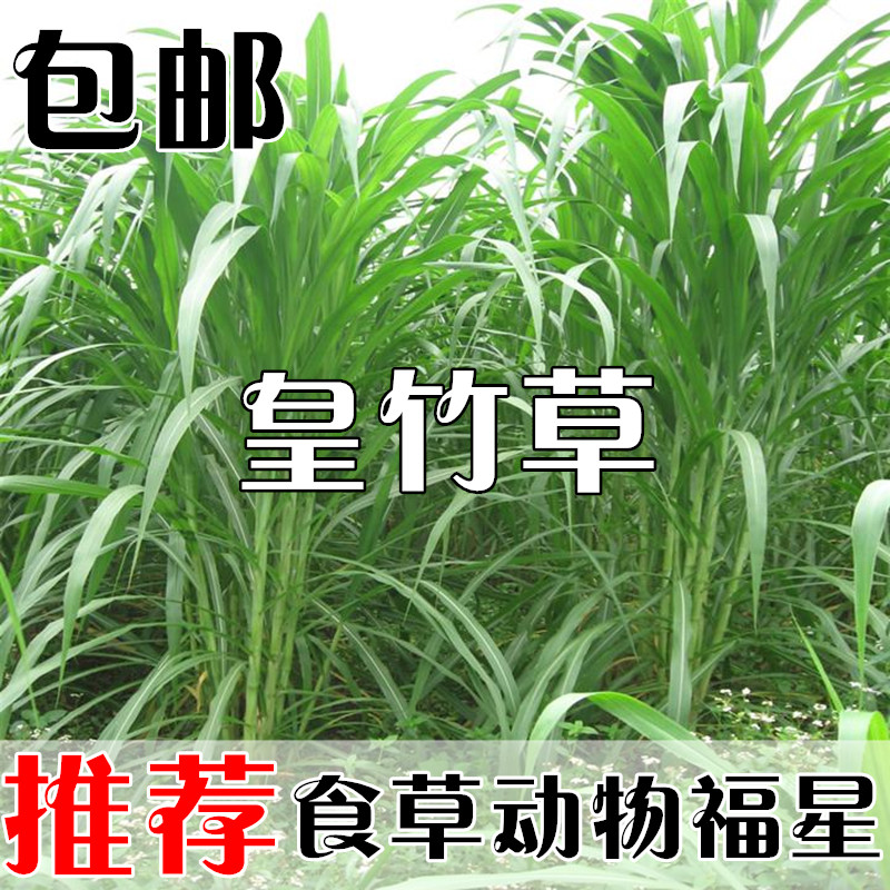 皇竹草种子甜象草种子粮竹草王草皇竹巨象杂交牧草种子黑麦草高丹在类目 鲜花速递/花卉仿真/绿植园艺, 花卉/蔬果/草坪种子(新), 家庭园艺种子中 - 来自Buy2taobao.com提供专业的淘宝代购服务