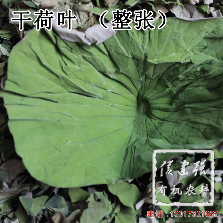 整张干荷叶 自家种植无农药化肥 略碎需包两层 50g 5-8张 十送一|ruв категории традиционные питательный пища, гомологический продовольствия, медикаментов и продовольствия, листья лотоса - от Buy2taobao.com для оказания профессиональной услуги покупки агента Taobao