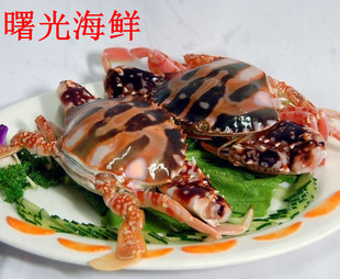  曙光海鲜 鲜活水产 新鲜海蟹 潮式冻红蟹  膏蟹 菊黄蟹 螃蟹 批发
