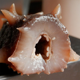  【猛子自捕】全网独家 真正意义纯野生海参 货源不稳入秋后需预订