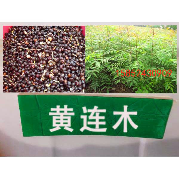 新采壹級 黃連木種子 楷木 惜木 綠化行道林木苗木樹種子包郵在類目 鮮花速遞/花卉仿真/綠植園藝, 花卉/蔬果/草坪種子(新), 家庭園藝種子中 - 來自Buy2taobao.com提供專業的淘寶代購服務