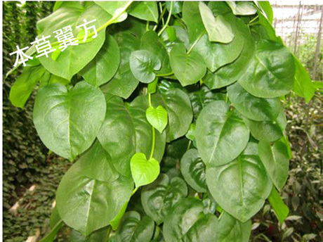 藤三七 藤三七鲜叶 野生藤三七 药用藤三七 天然