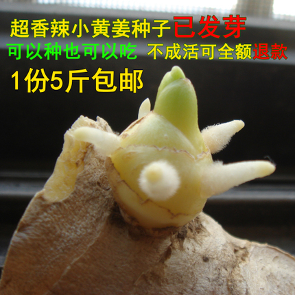 可種植老姜 農家小黃姜 竹葉姜土姜生姜老姜姜苗姜芽5斤包郵在類目 水產肉類/新鮮蔬果/熟食, 新鮮蔬菜/蔬菜製品, 生薑中 - 來自Buy2taobao.com提供專業的淘寶代購服務