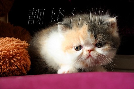 美国CFA注册浅三花 加菲猫 异国短毛猫 纯种猫