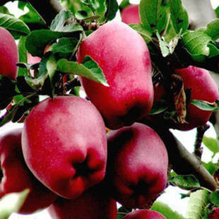 蛇果批发专卖店,红蛇果的图片,蛇果多少钱一斤