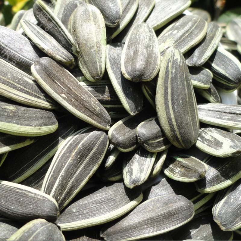 新货 绿茶味 香瓜子 葵花籽500g 无锡网上粮店|msdalam kategori makanan ringan/Nuts/Specialty, Hickory/Nuts/pemanggangan, biji tembikai - dari Buy2taobao.com untuk memberikan perkhidmatan ejen Taobao profesional membeli