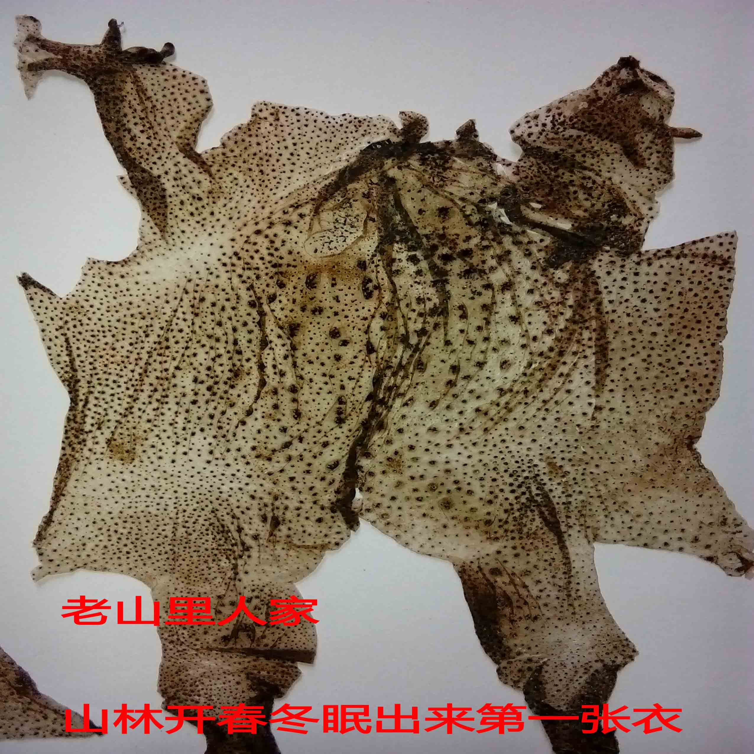Dried toad natural Se Toad clothing toad-cortex Dry powder Toad skin Toad Hide powder Toadin the Traditional nourishing food , Medicinal and Edible Food , Other Medicinal and Edible Food category - from Buy2taobao.com to provide professional Taobao agent buy service