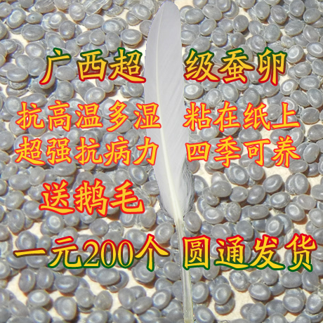 蠶卵 蠶 蠶寶寶 寵物蠶 兩廣二號蠶種 蠶寶寶活體 桑蠶在類目 寵物/寵物食品及用品, 爬蟲/鳴蟲及其用品, 蠶寶寶中 - 來自Buy2taobao.com提供專業的淘寶代購服務