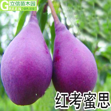 梨树新品种金珠果梨树苗精品梨树 红色梨,肉脆